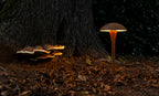 Tuinpaal Fungy 50 Buitenverlichting